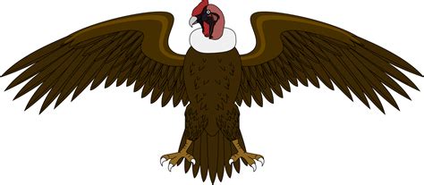 Condor Vector at GetDrawings | Free download