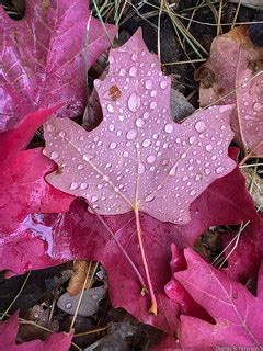 Fall Maple Leaf - Idaho | Johnny Creek area, Pocatello, Bann… | Flickr