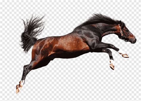 Galloping horse racing, animal, mammal png | PNGEgg