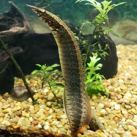 Freshwater Aquarium Eel: Everything You Need To Know!