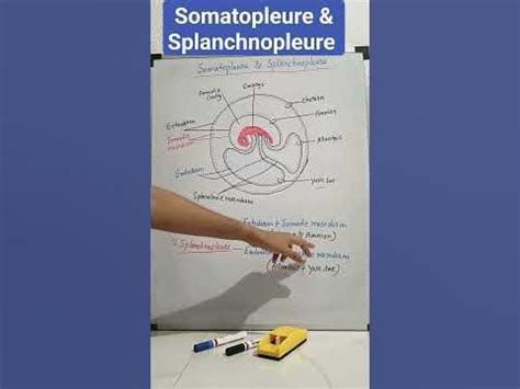 somatopleure and splanchnopleure 😯🔥🤯 #shorts #youtubeshorts - YouTube