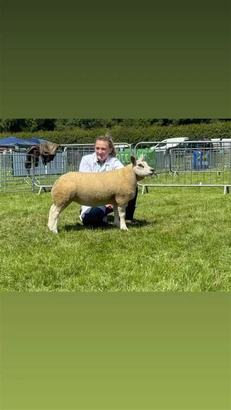 Beltex Beauties Harrison & Hetherington lot 75. Ewe lamb Lurg Just Got Paid sells for 6,000 gns ...