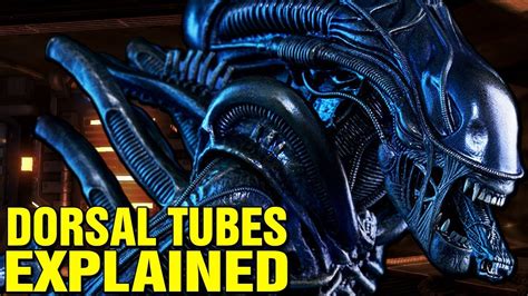 XENOMORPH: BIOLOGY - DORSAL TUBES EXPLAINED - ALIEN THE PERFECT ...