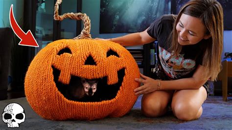 We made our cat a Halloween PUMPKIN House! - YouTube