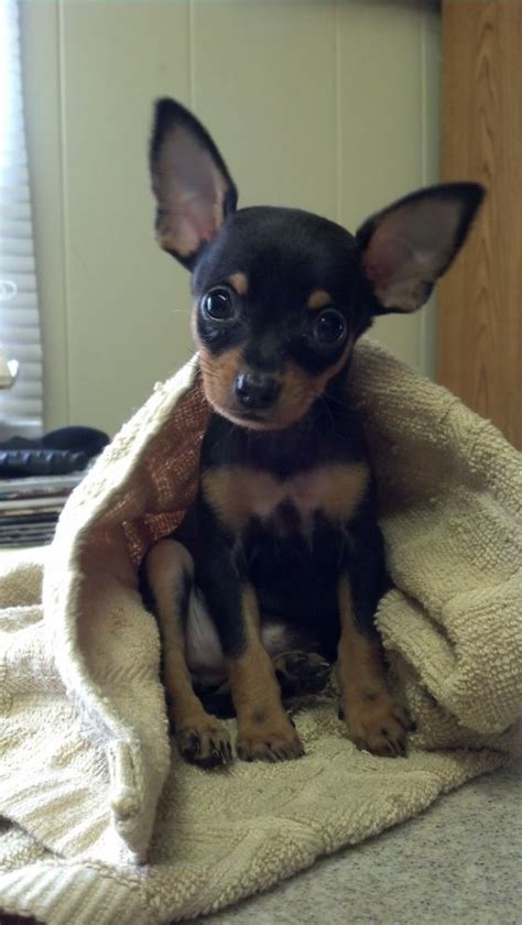 Adopt Sydney on Petfinder | Miniature pinscher puppy, Cute dog collars, Cute puppies