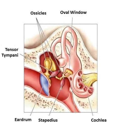 Your ears, loudness, and damaging sound levels - Audiofanzine