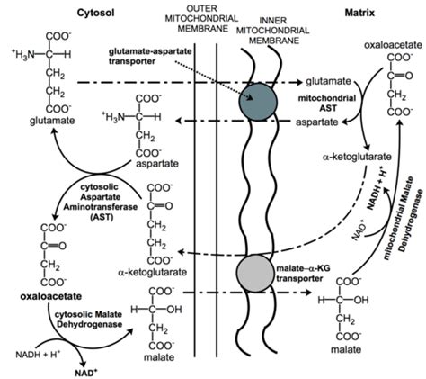 BMB 515: Malate-Aspartate Shuttle & Glycerol Phosphate Shuttle ...