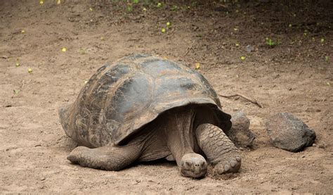 How Big Is The Galapagos Tortoise