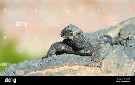 Chuckwalla lizard sauromalus obesus Stock Photo - Alamy