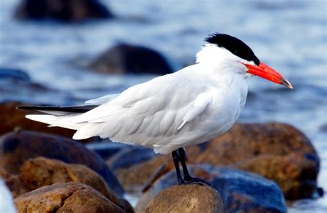 Caspian Tern – "OCEAN TREASURES" Memorial Library