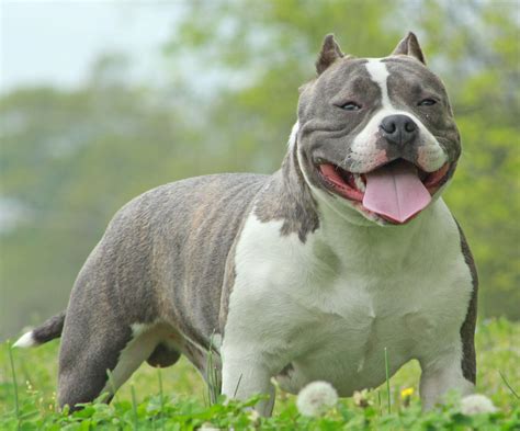 American Bully Puppies: A Complete Guide and Facts