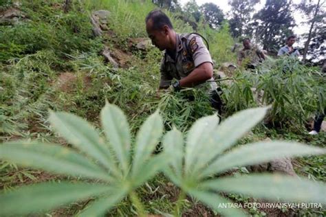 3 Efek ganja pada tubuh, psikotropika yang sempat masuk di tanaman ...