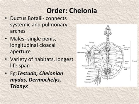 Classification of reptilia | PPT