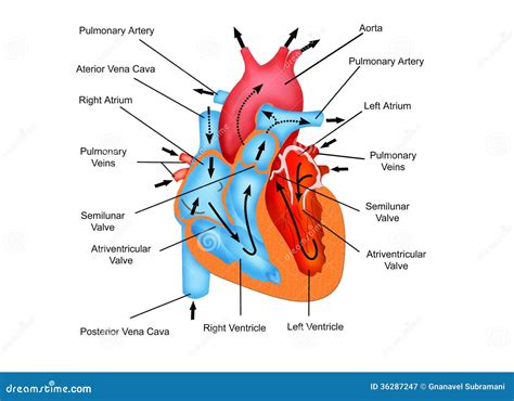 Simple Diagram Of The Heart Showing Blood Flow - Photos Idea