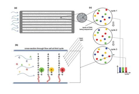 DNA Sequencing: How to Choose the Right Technology