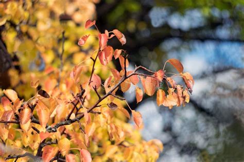 Branch of Wild Pear with Autumn Leaves Stock Photo - Image of closeup ...