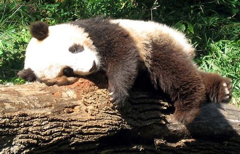 Tai Shan, celebrity panda, as a cub. | Tai Shan National Zoo Washingt…