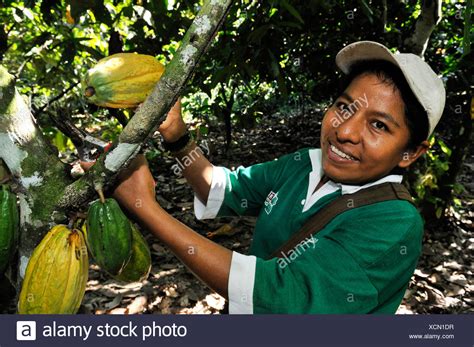 Cocoa Beans Harvesting High Resolution Stock Photography and Images - Alamy