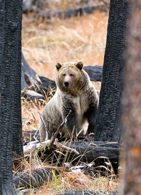 images/Animals/Bears/Yellowstone/7183