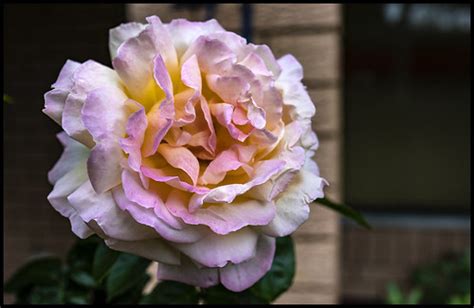 Peace Rose- Peace Rose I love you-2= | Peace Rose- Peace Ros… | Flickr