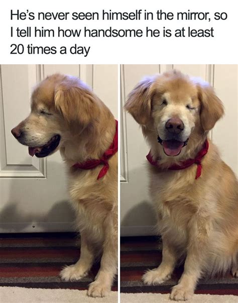 15 Wholesome Dog Memes That Are Too Pure For This World - PawMyGosh