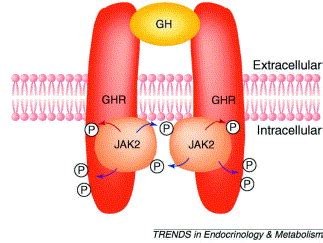 Signaling pathways activated by the growth hormone receptor: Trends in ...