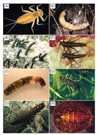 Aquatic Adaptations Aquatic Insect Habitat And Adaptations