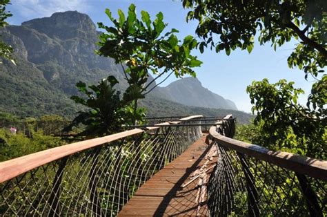 Kirstenbosch Treetop Canopy Walkway | ComeToCapeTown