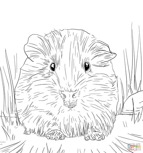 Guinea Pig Coloring Pages | Free Coloring Pages - Coloring Home