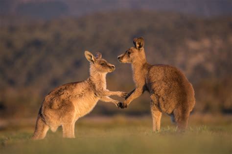 Kangaroo Handshake | Sean Crane Photography