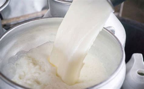 Ingredients for Cheese Making at Home | Cheese Making Supply