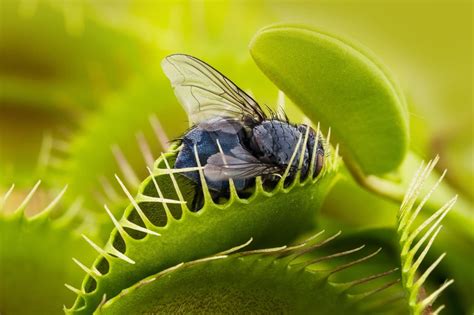 Venus Fly Trap: Ultimate Feeding Guide | Horticulture.co.uk