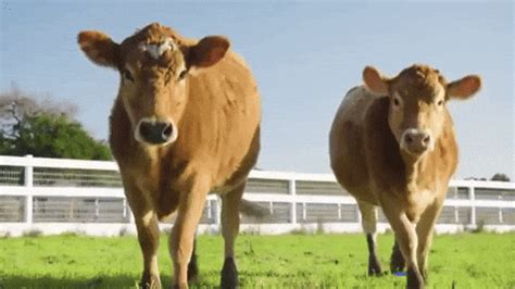 The-brown-cow GIFs - Get the best GIF on GIPHY