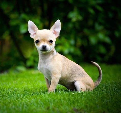 Smallest Dog In The World - Small Breeds and Small Breed Health