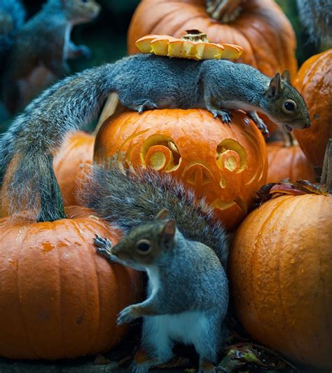 Squirrel Tries To Steal A Carved Pumpkin From Photographer’s Backyard ...