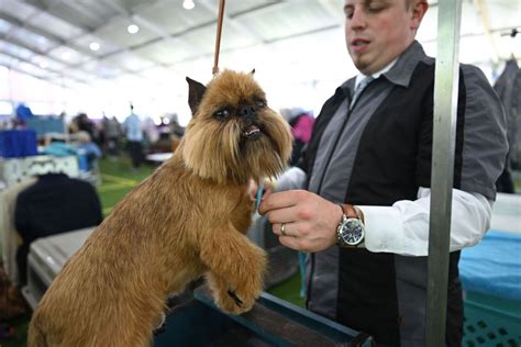 Photos From the 2023 Westminster Dog Show - The Atlantic