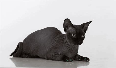 100 Unique Sphynx Cat Names for Your Hairless Companion