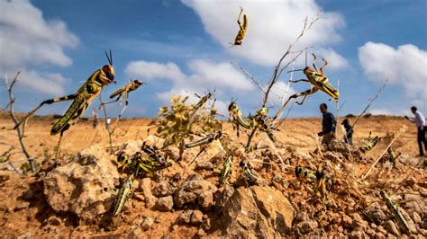 In Somalia, an unprecedented effort to kill massive locust swarms with ...