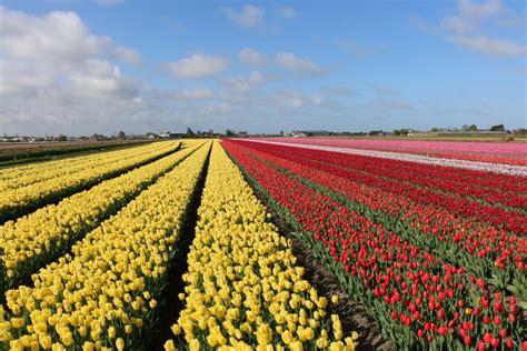 Tulp Festival 2025 - Tulip Festival Amsterdam