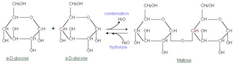 Structure Of Glycosidic Bond