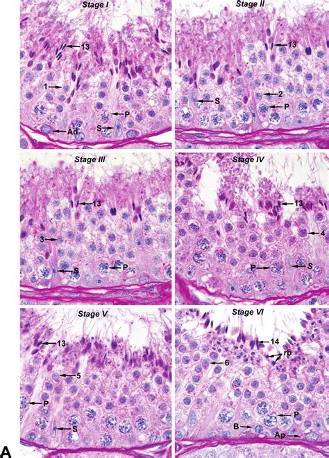 -The 12 morphological stages of the spermatogenic cycle in... | Download Scientific Diagram