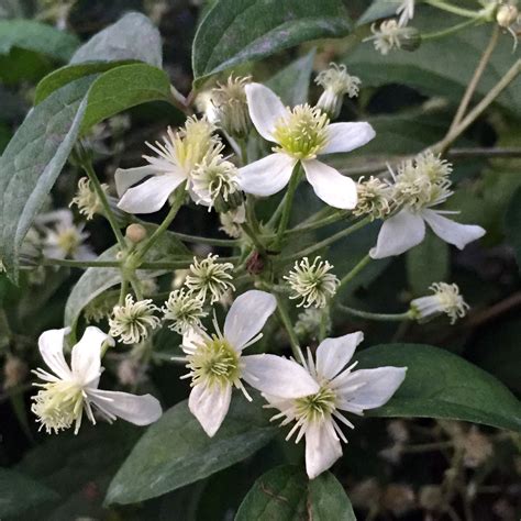 Clematis virginiana by Tracy Blevins on Plants Map