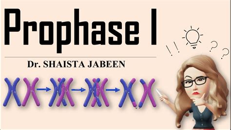 Prophase 1 Stages I Leptotene, Zygotene, Pachytene, Diplotene, Diakinesis I Meiosis1 I ...