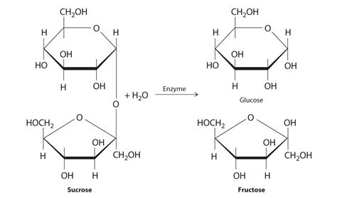 Monosaccharaides, the monomers of carbohydrates. | Biochemistry ...