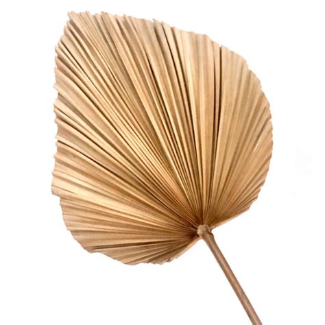 20 Large Palm Leaf Fans – Jeddala Imports