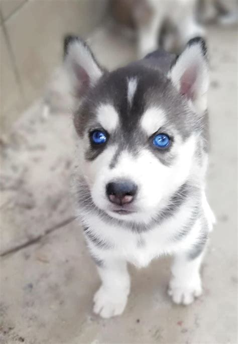 Husky Buy Near Me - Photos All Recommendation