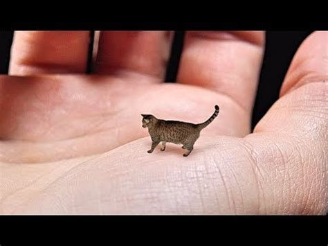 World's Smallest Cat - Cute, Tiny and Mean | ADEW Pets Centre