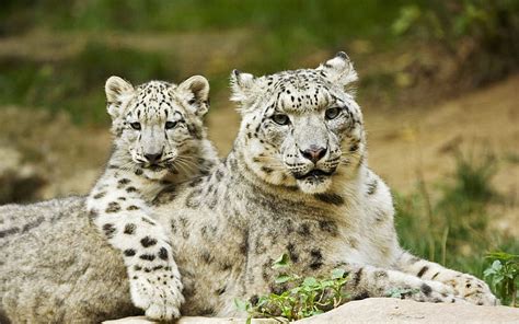 Snow Leopard Cubs With Mother