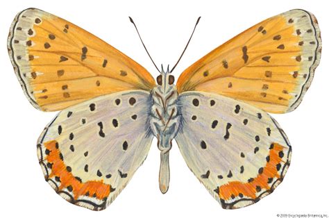 Bronze copper butterfly | insect | Britannica