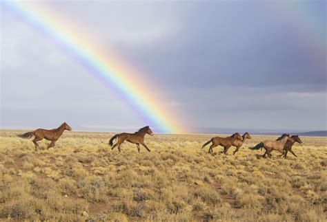 Rainbows and wild horses in Nevada, USA, in 2017. Photo credit: Kyle ...